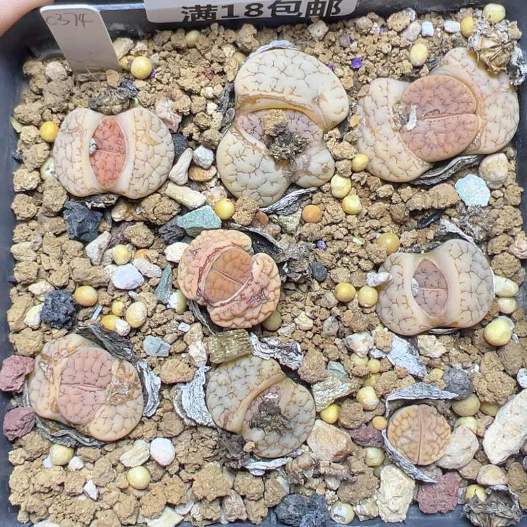 【闪购商品】898……