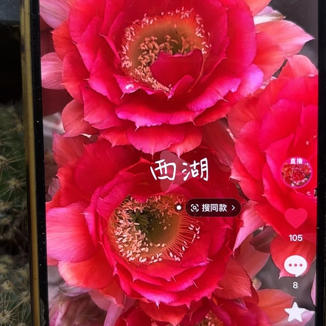 16-20彩侧牙20包邮仙人球37