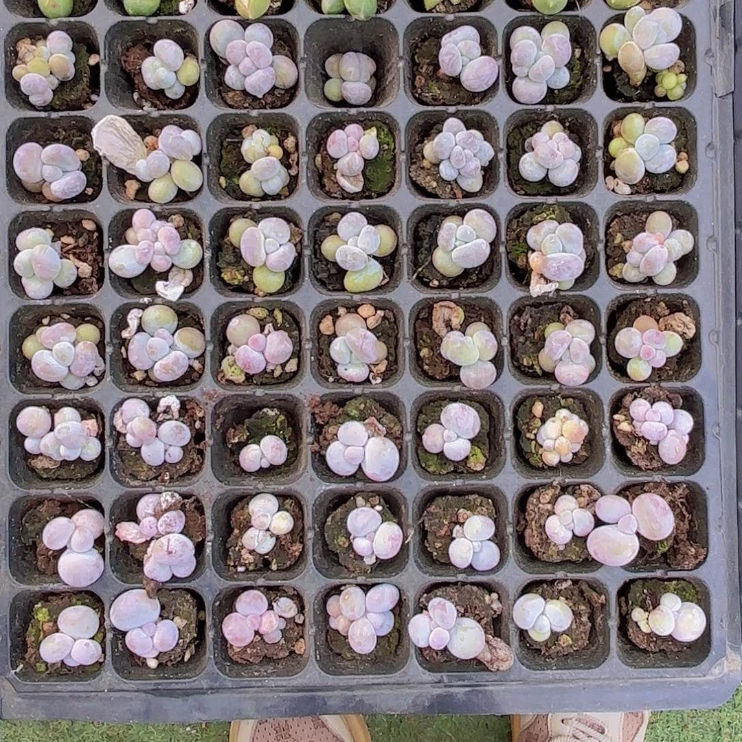 黄金金蛋一颗量拍