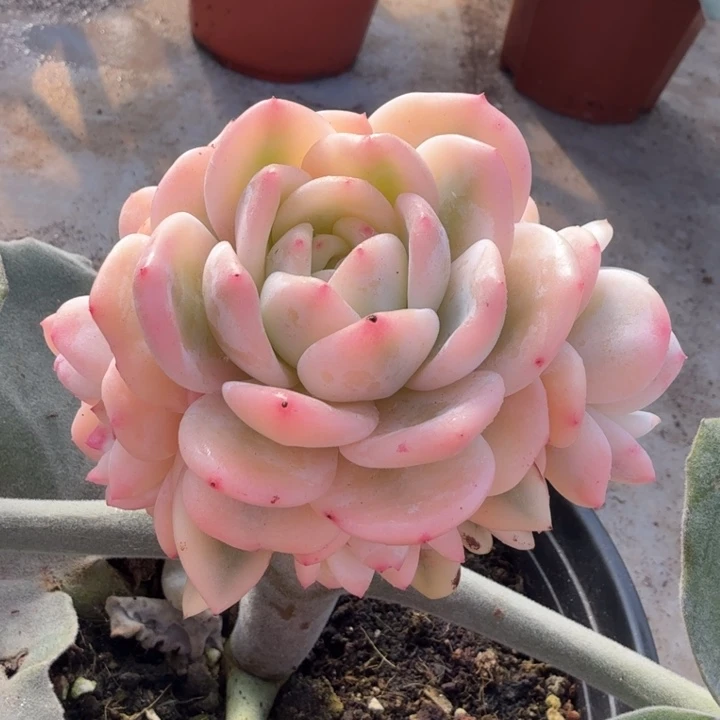 星影锦腹轮锦一颗的