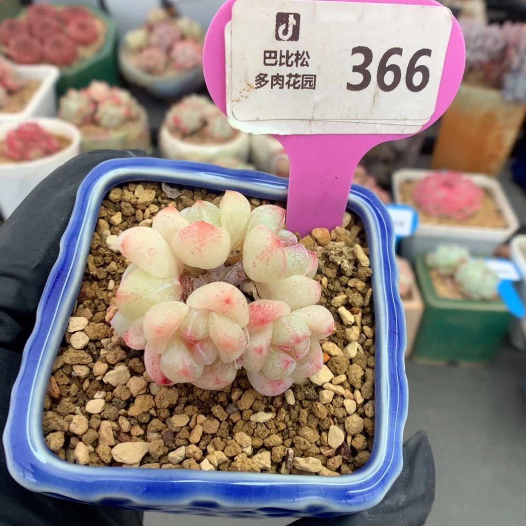 366 五头糖心冰玉多肉