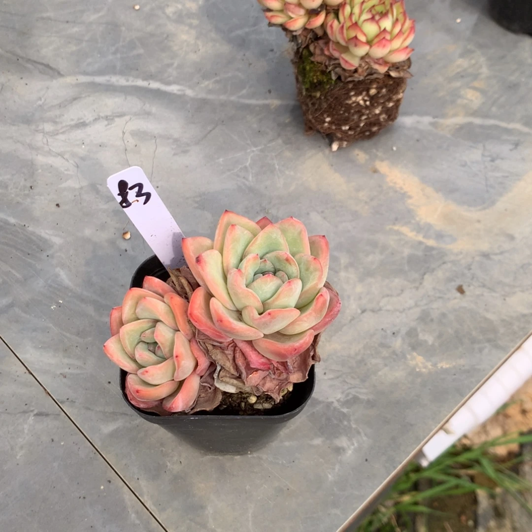 你要吃好睡多大哦哈不