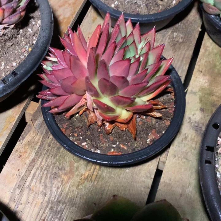 卖肉特价活动开始了