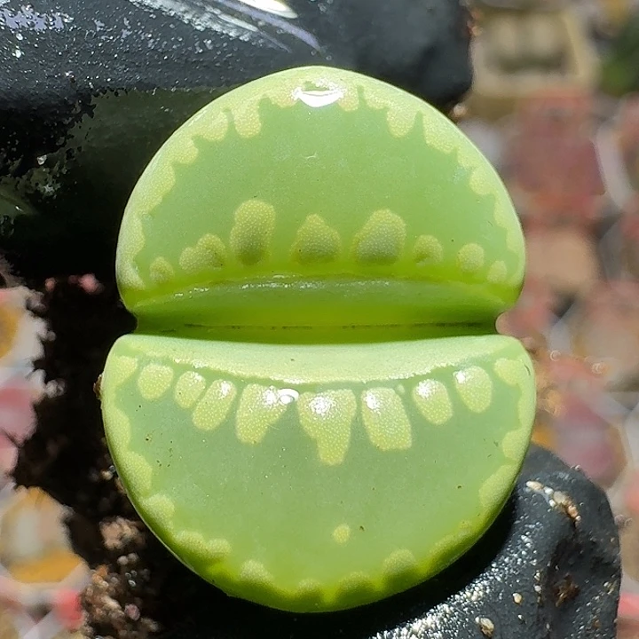 生石花1122222。  275