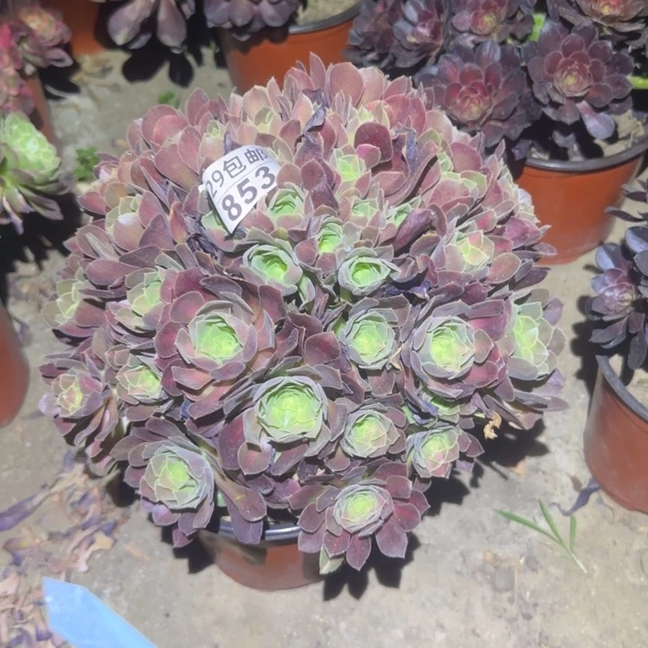 女巫中班……多肉植物的