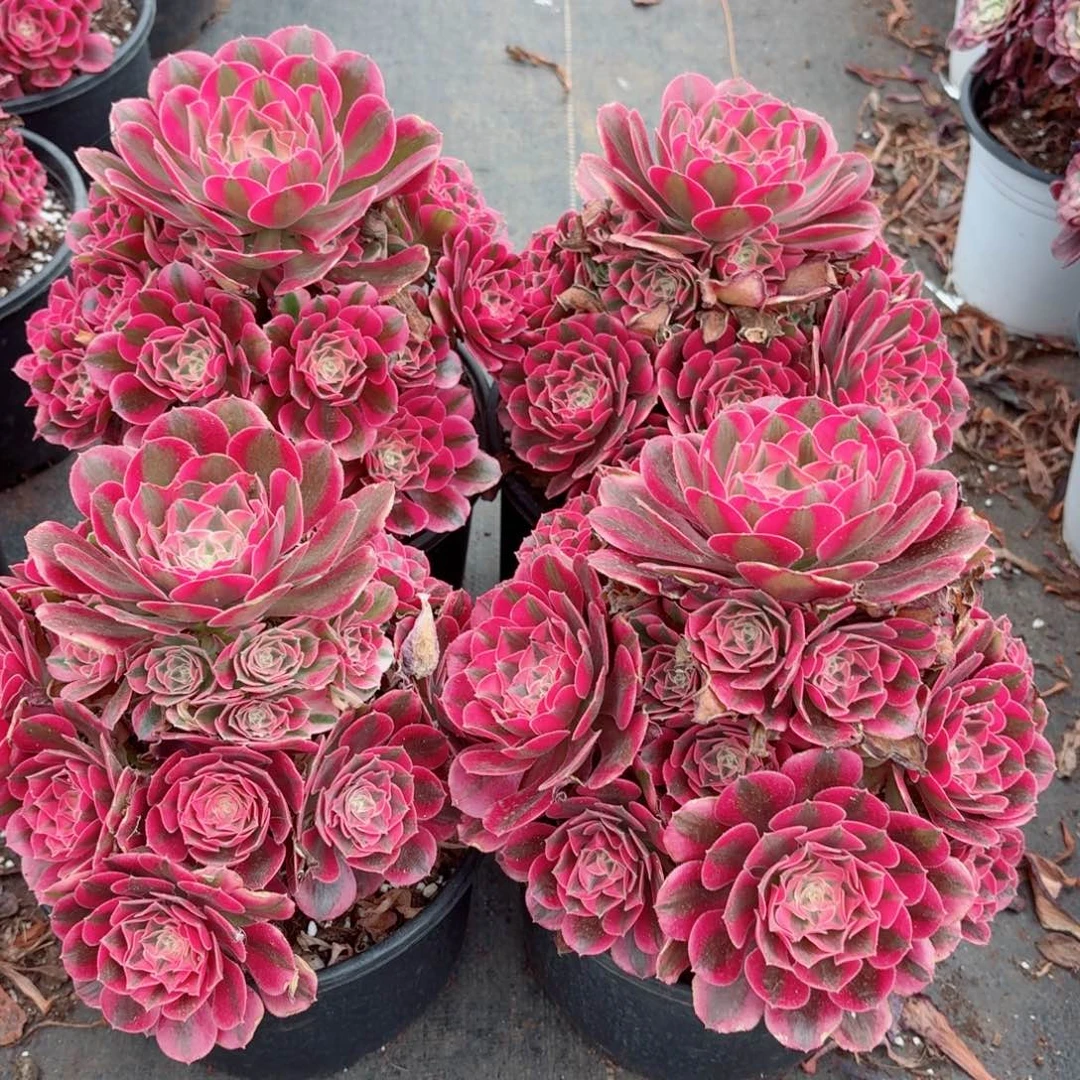 220粉女巫捧花多肉法师量拍一颗