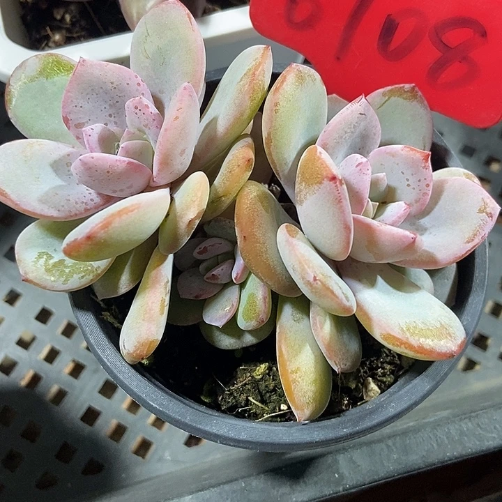 多肉植物奶茶群6708多肉