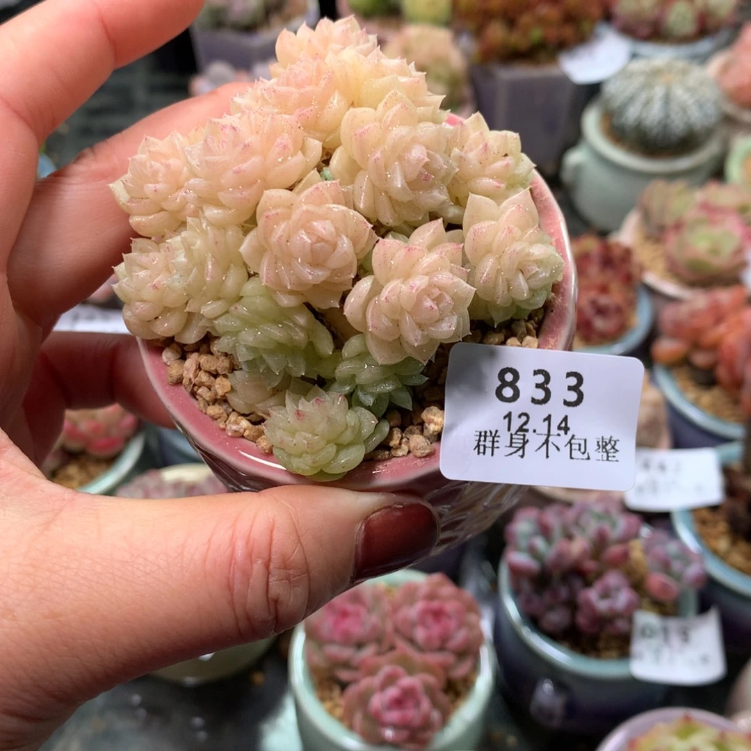 精控拇指盆12.14833