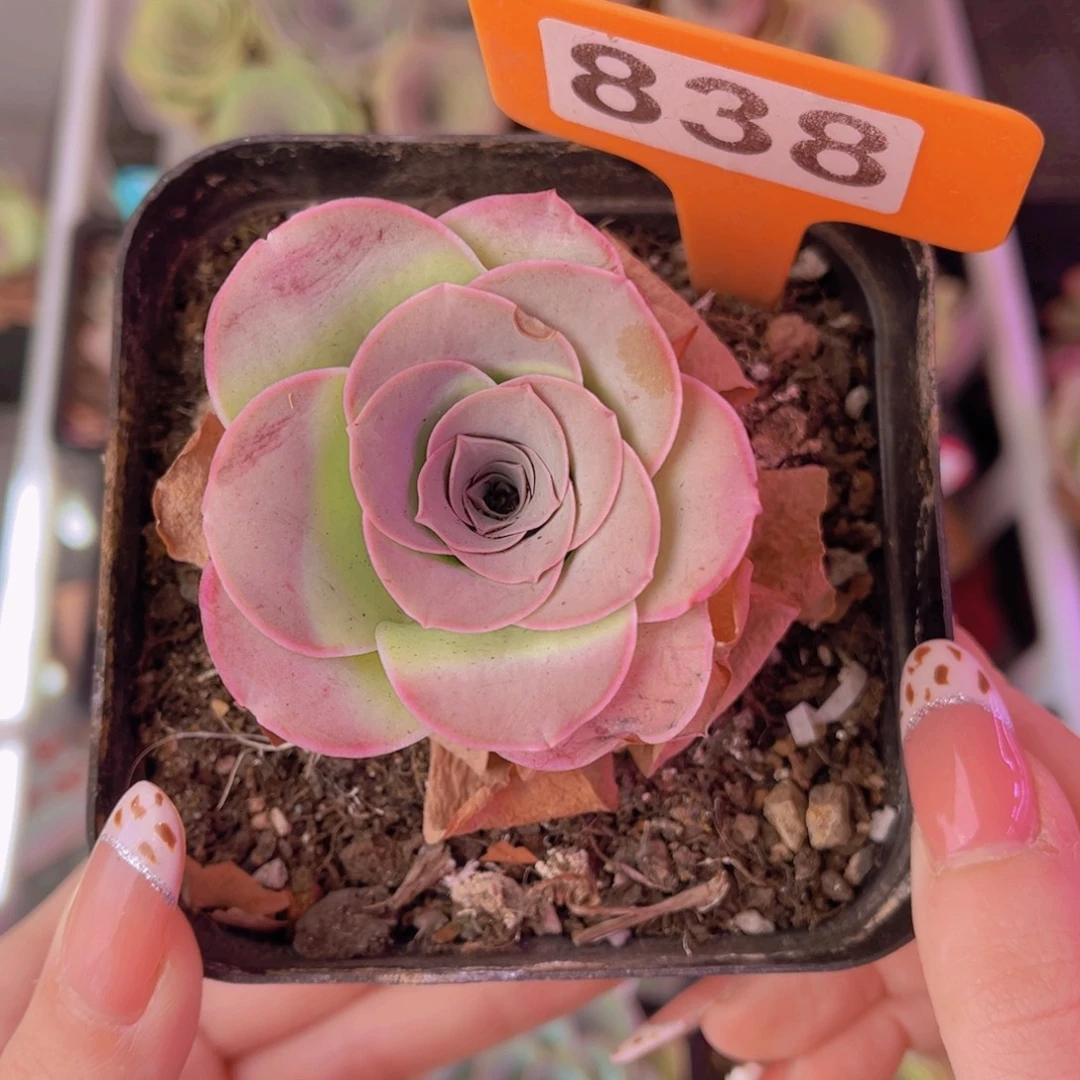 单品一物一拍838号