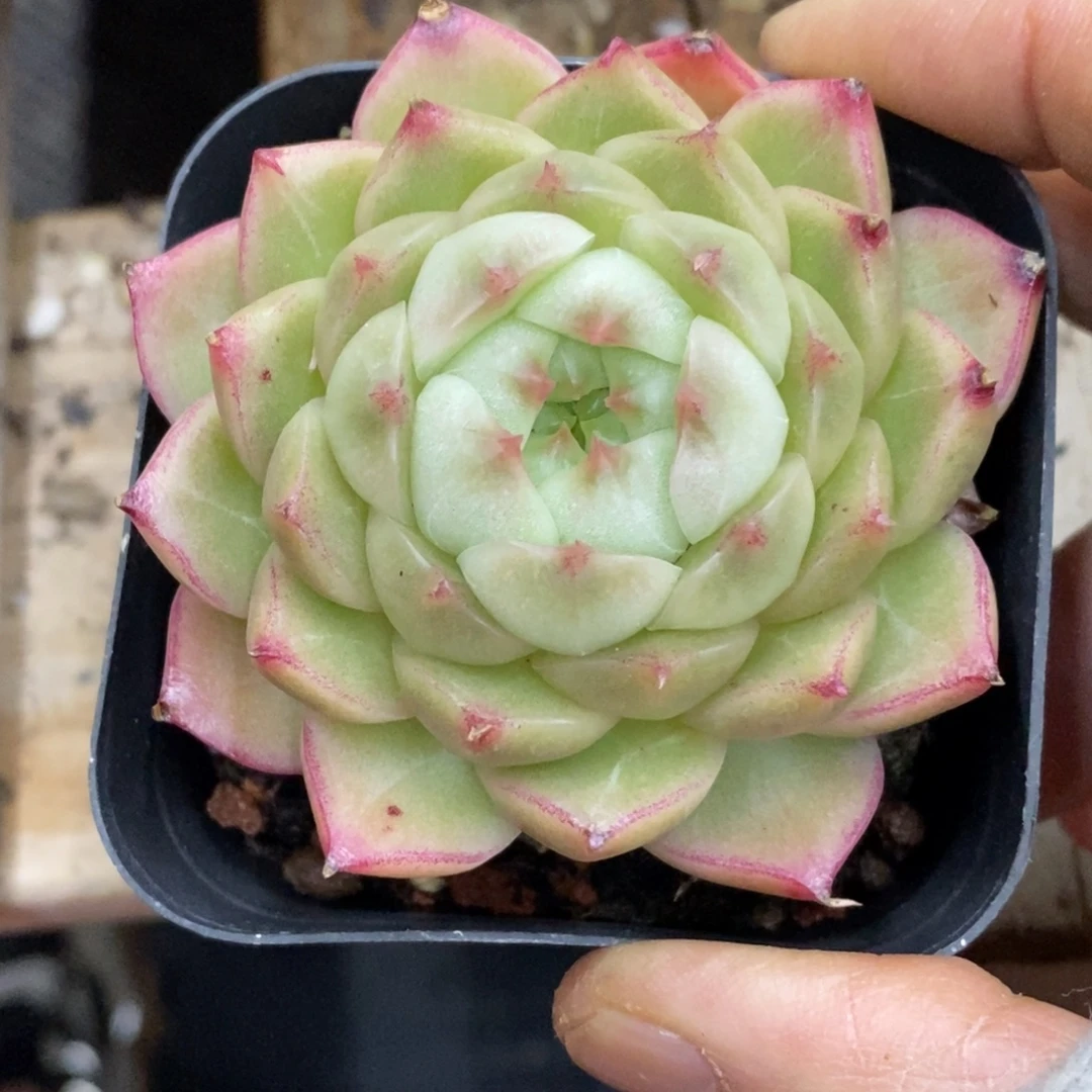 精品多肉一物一拍不包整35