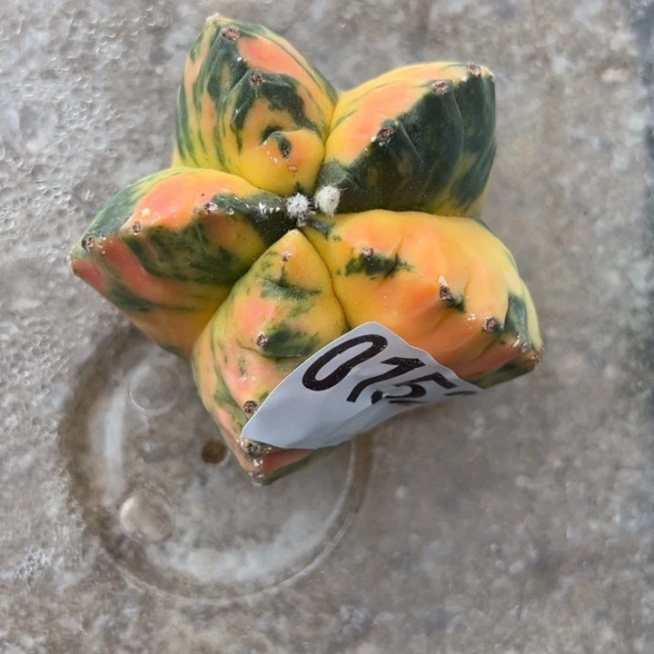 一**?鸾锦仙人球152号