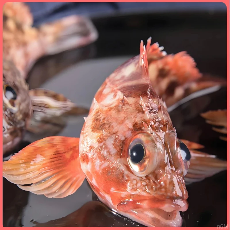 顺丰发斤3/4斤石狗公天然野生石九公虎头斑红石斑鱼鲜活速冻