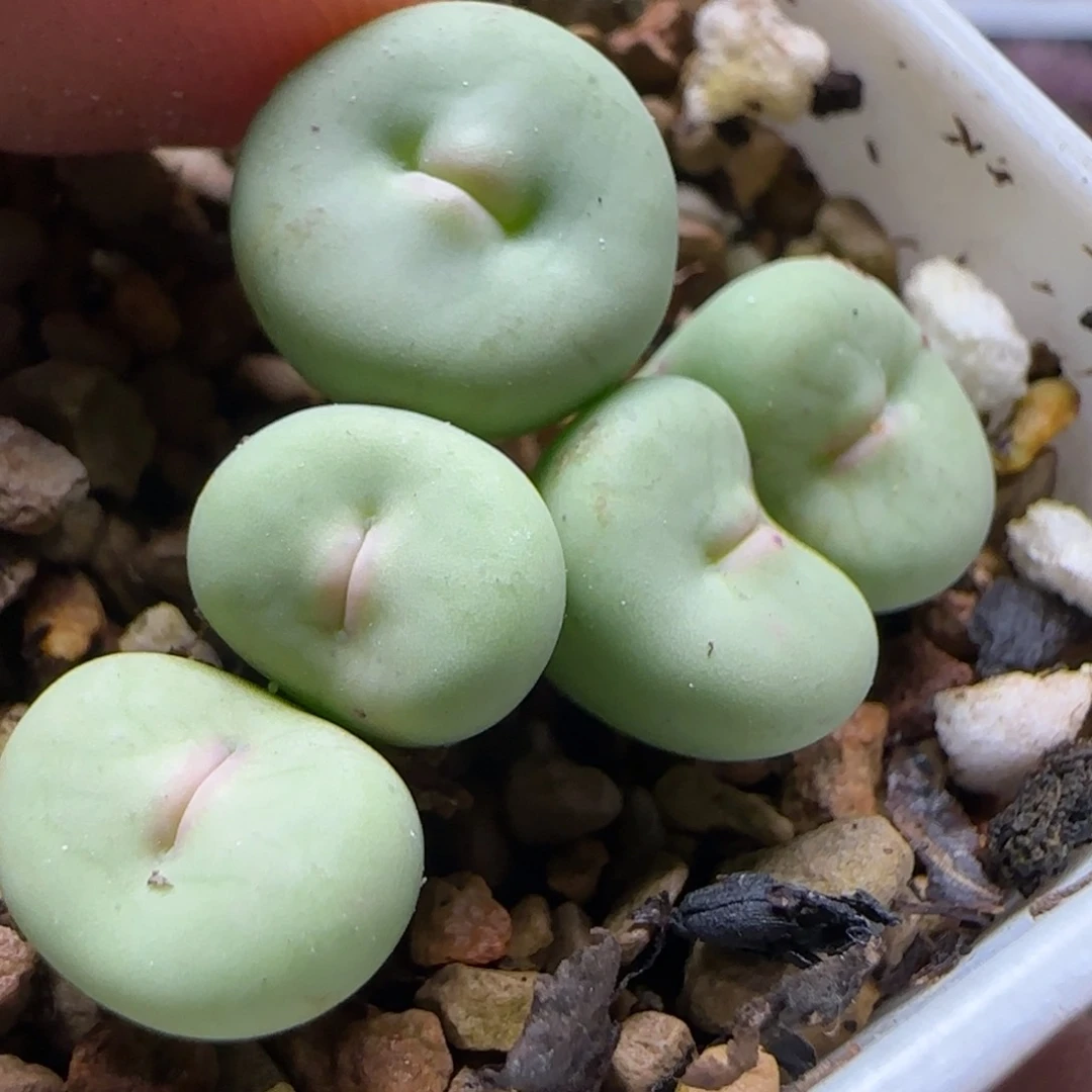 嘟嘟嘴母本一物一拍