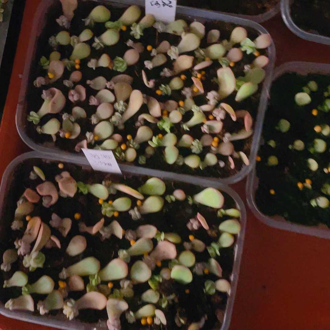 泡泡沙裙芝麻苗一个满25包邮