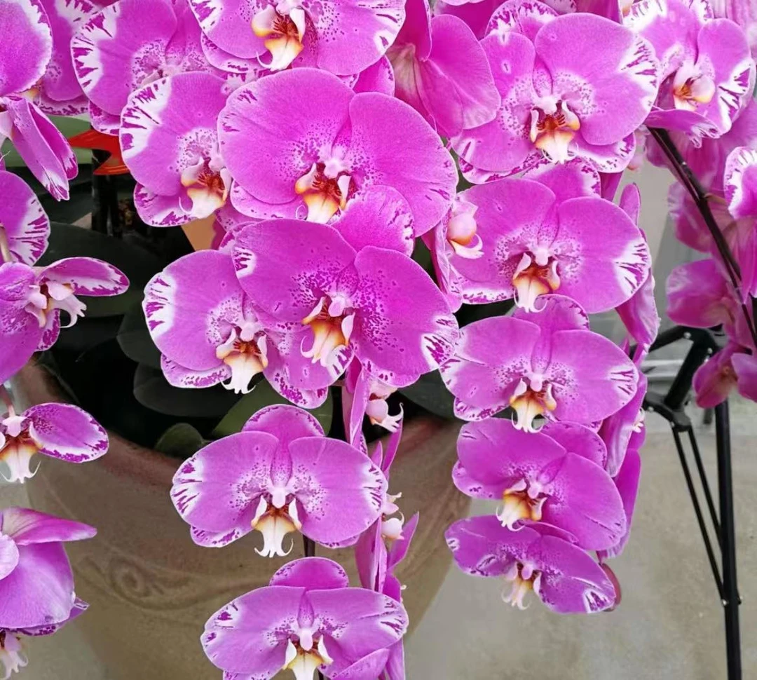 【藏宝图】 大花型 花色鲜艳 优质苗情 广州直发