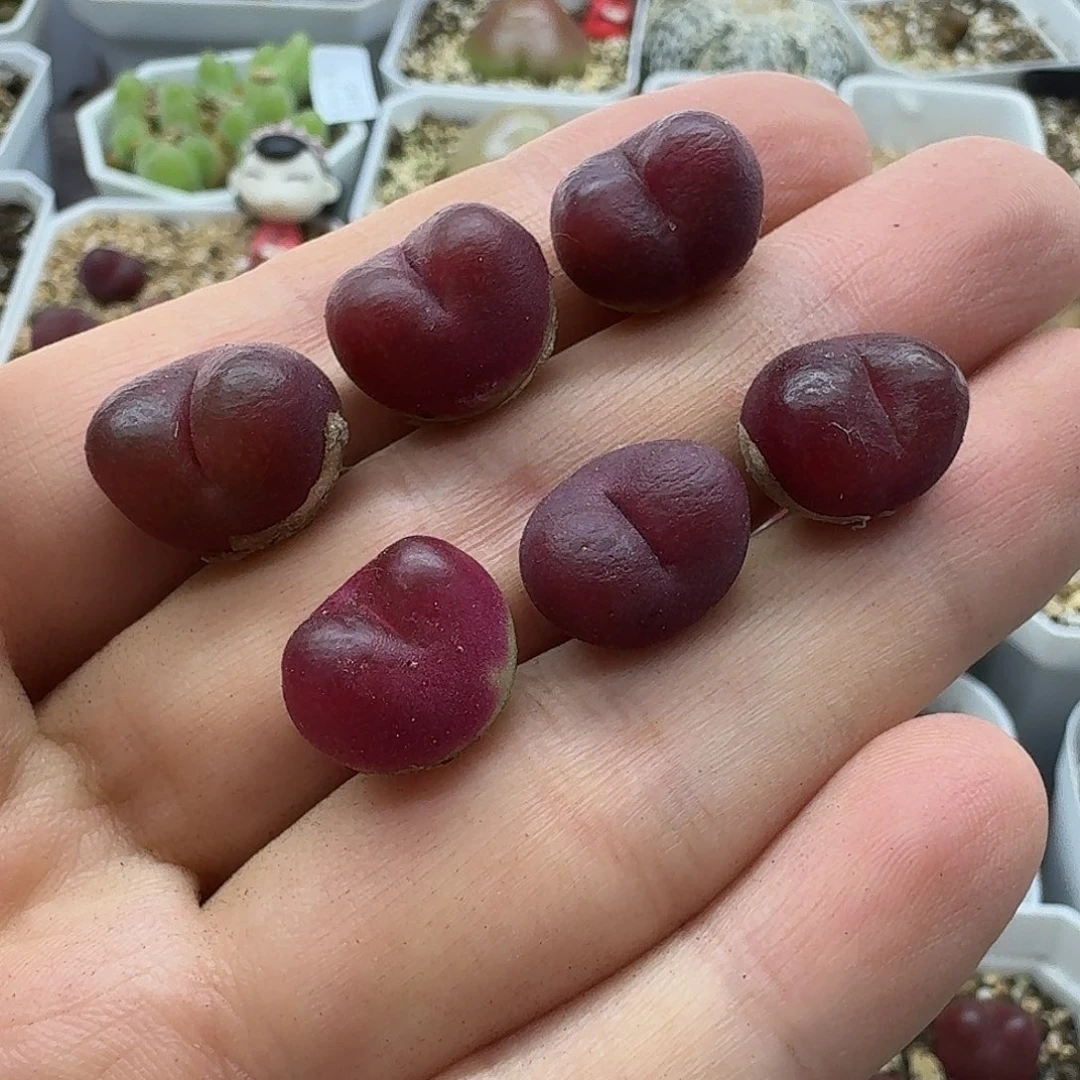 老马生石花吕红2423