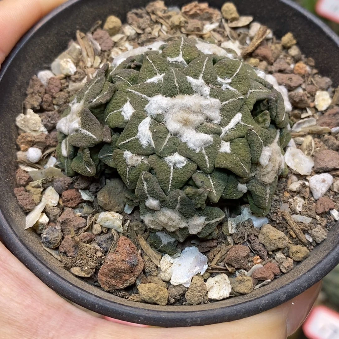 19号 自根大尤黑牡丹5.5公分带盆土