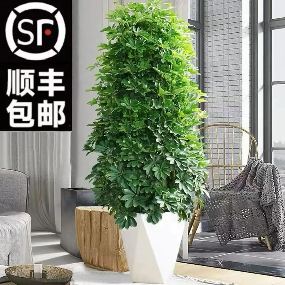 【达人专属】1.1-1.3米八方来财好养耐寒耐旱吸甲醛绿植花卉