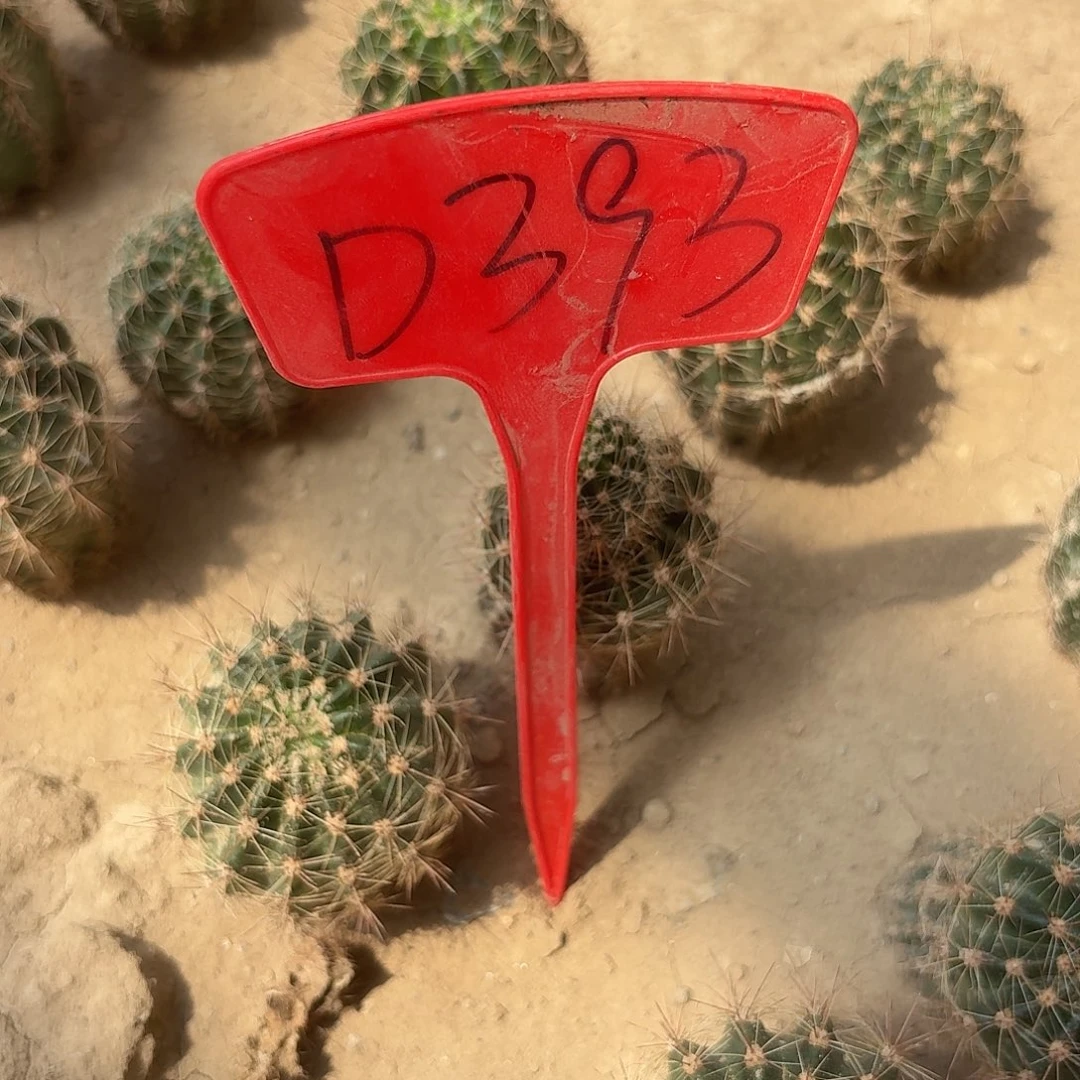 ****夏D393,Cc230瑕疵歪头