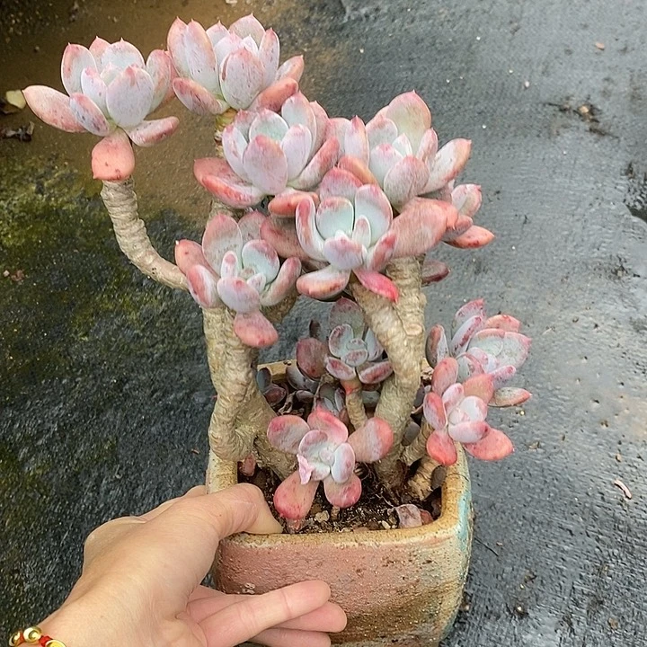 依*1261多肉植物老桩