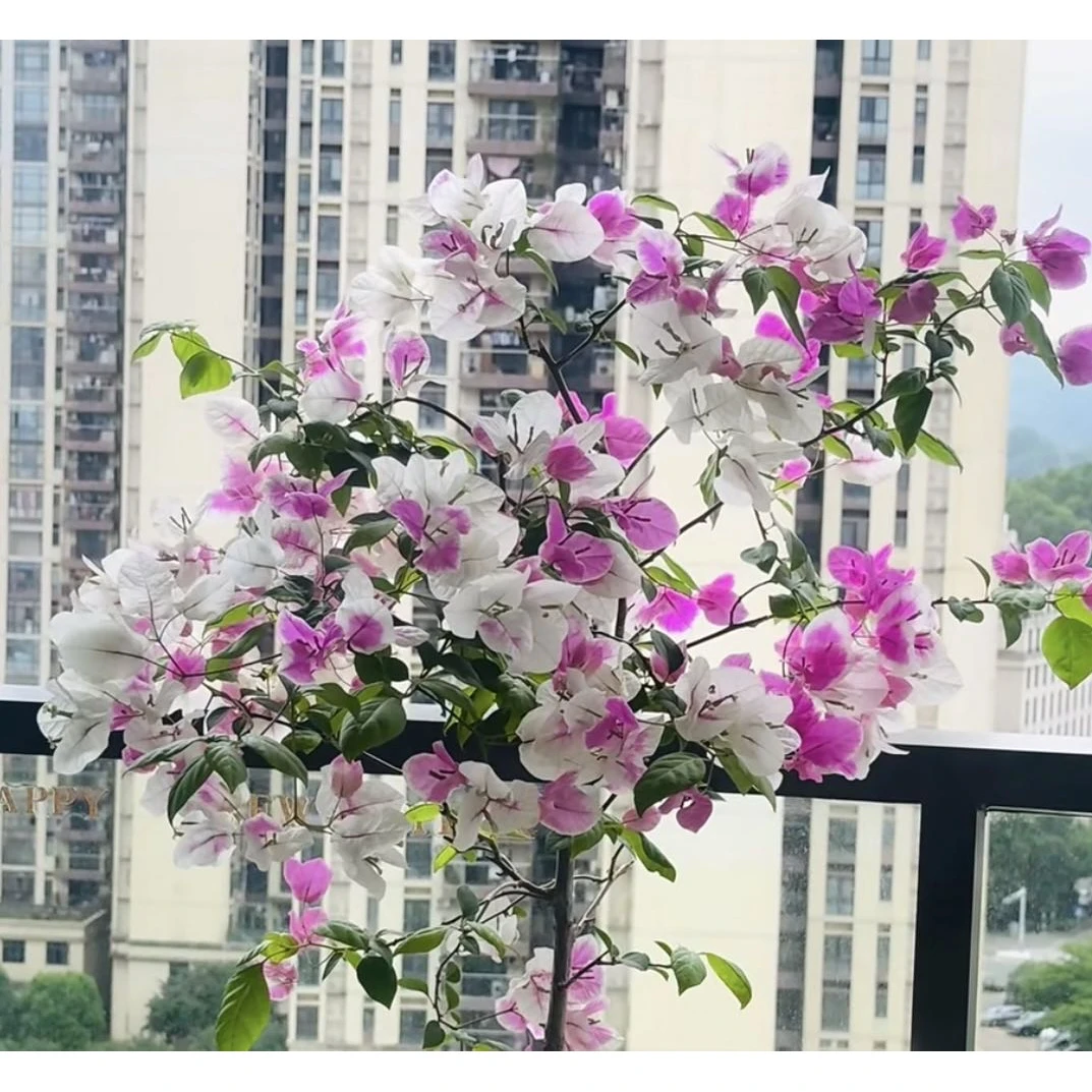 【新疆包邮】章红缨三角梅基地直发