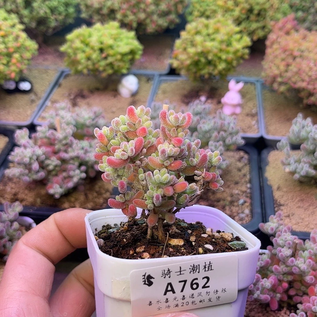 762优选冰晶枝干番杏