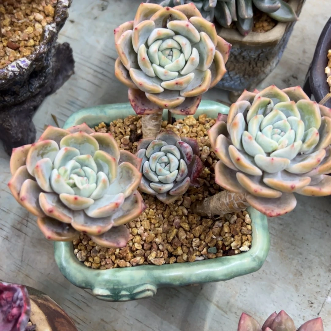 红橙28 零零多肉植物