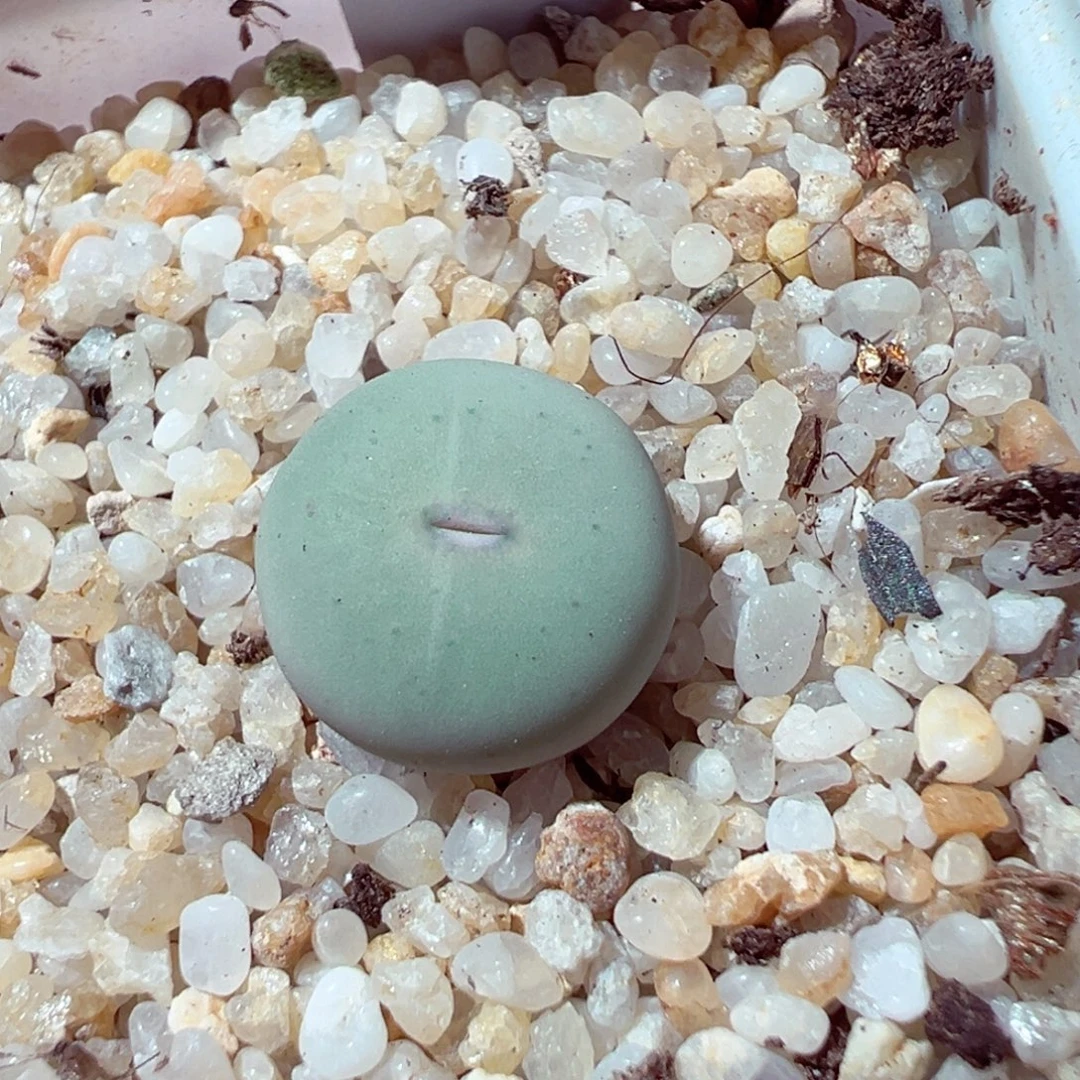 829-666多肉多肉sh433v嘴