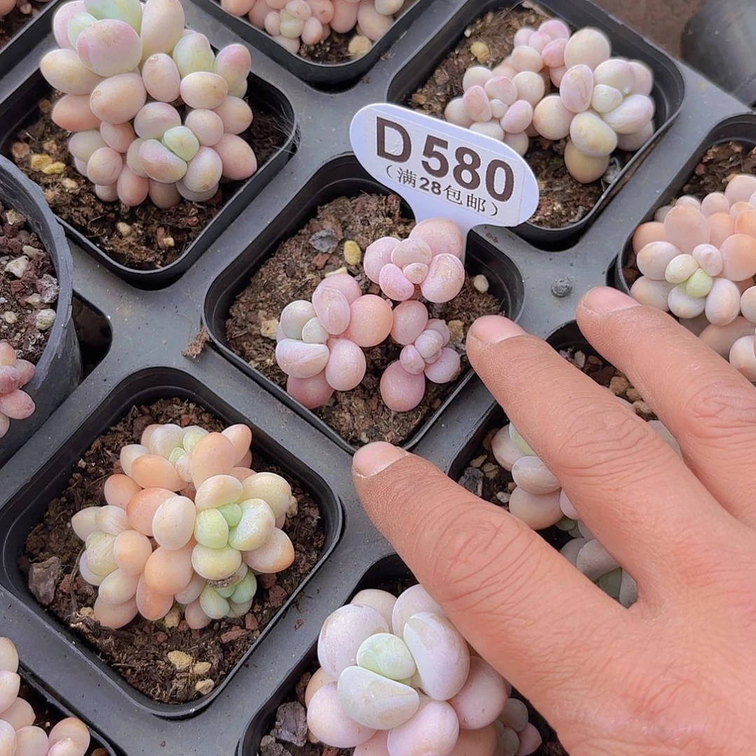 B***钧D580洛神一物一拍