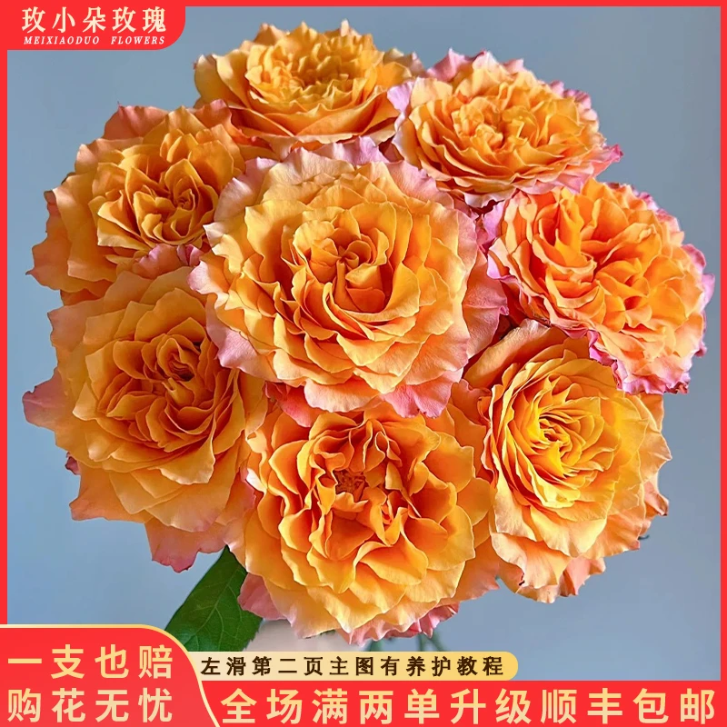 【北方玫小朵玫瑰&火灵鸟】花期持久 产地直发 一单韵达两单顺丰