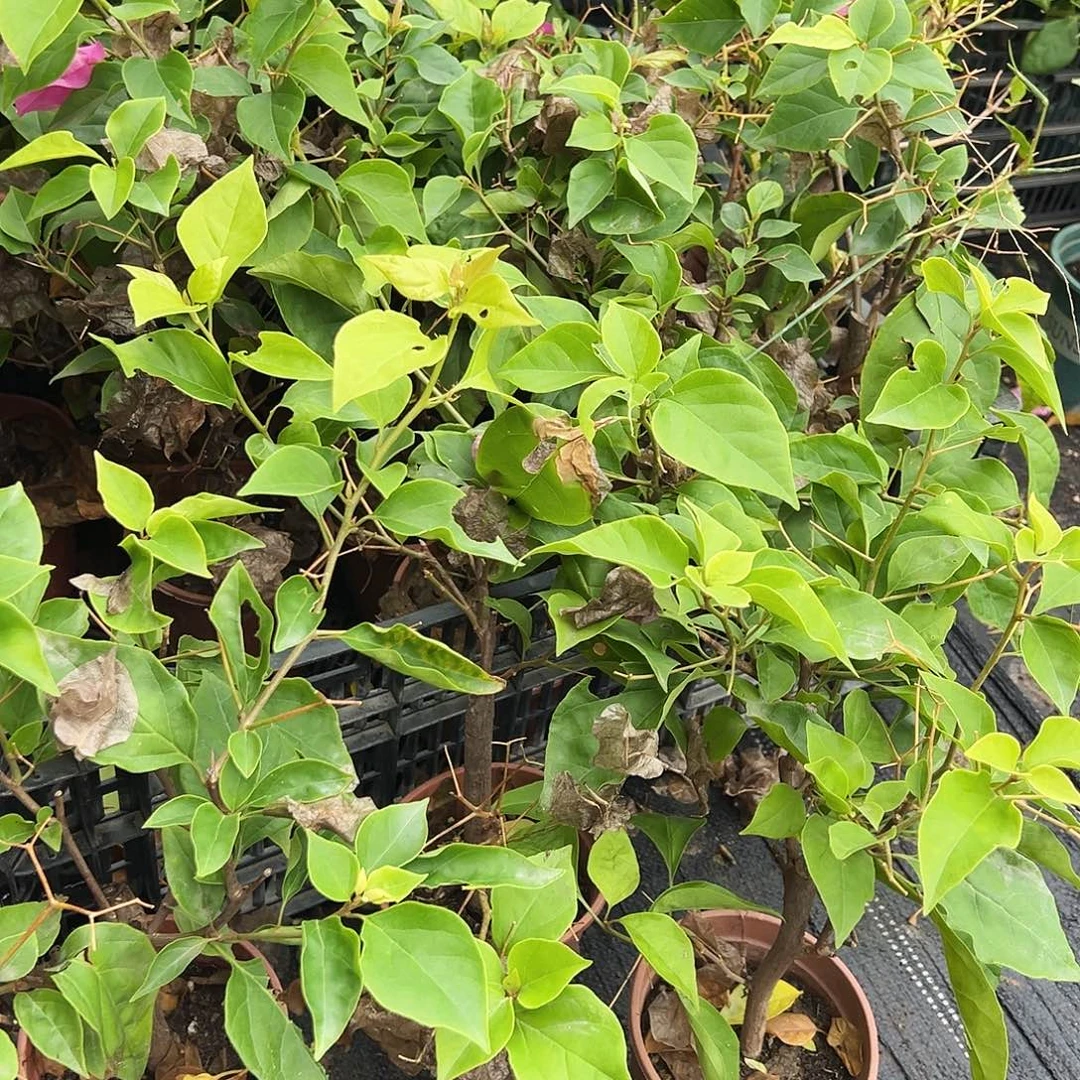 大部分花苞少量开放J89随机掌中宝一棵