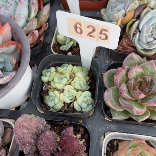 625胖虎一物一拍多肉