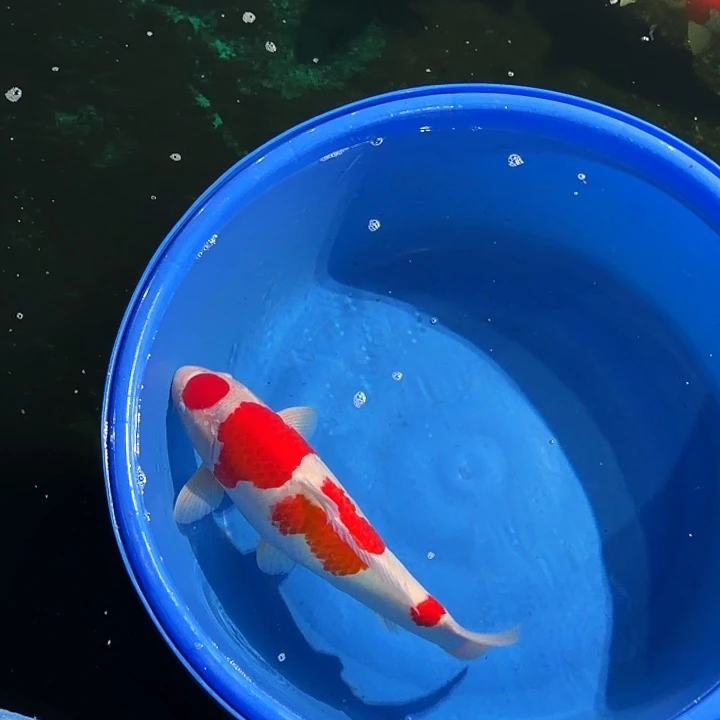 海水鱼红白专拍链接