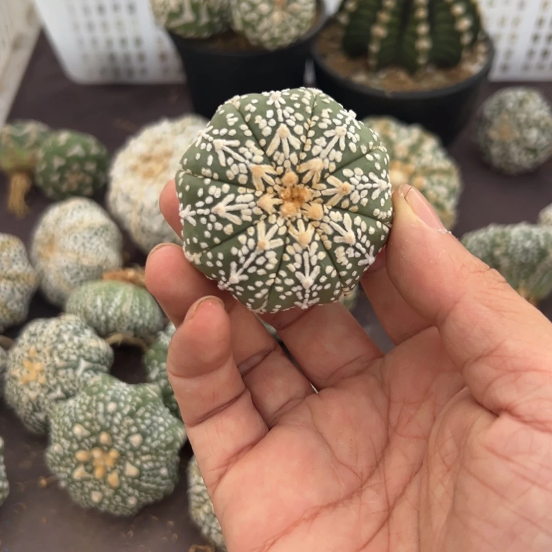 憨*牙030号兜仙人球多肉植物