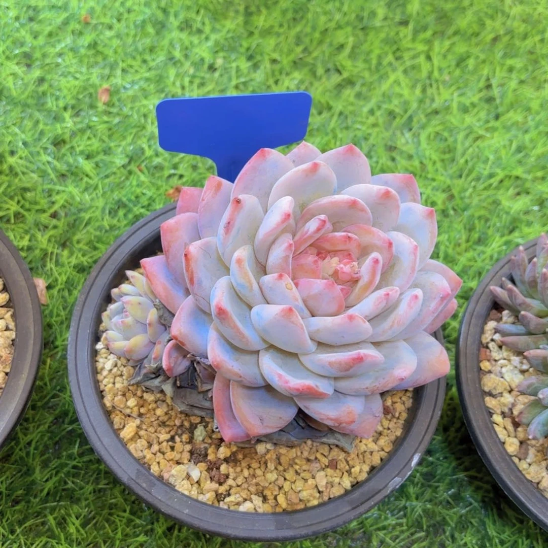 静我的小可爱们都好可爱