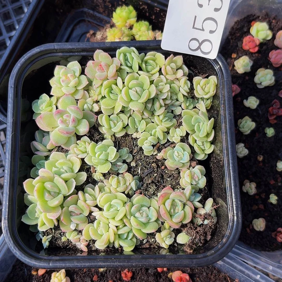 回****年多肉植物多肉植物853