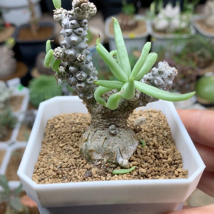 实生白象奇峰锦带盆