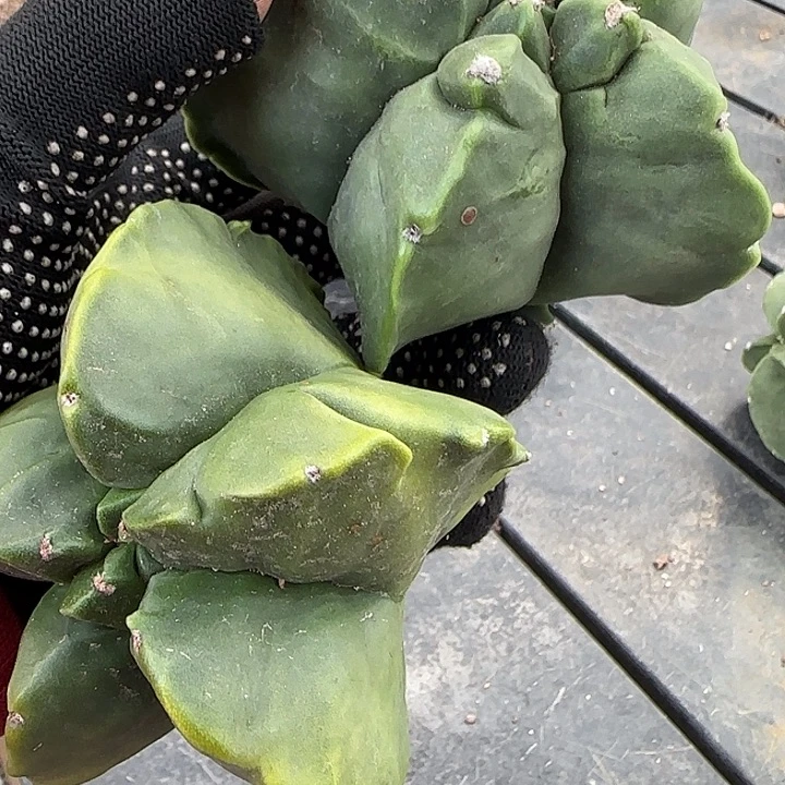 完全开放两个实生鸾风玉