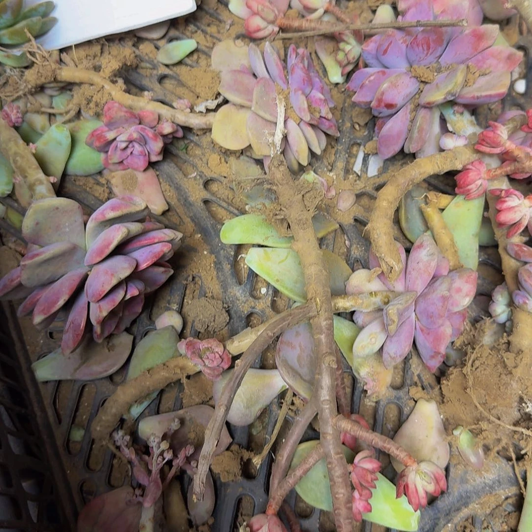 多肉断枝 不包损