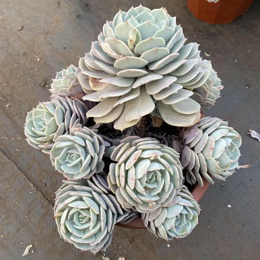 粉蝶  多肉植物云南基地直发货 新手好养 室内外办公室 绿植