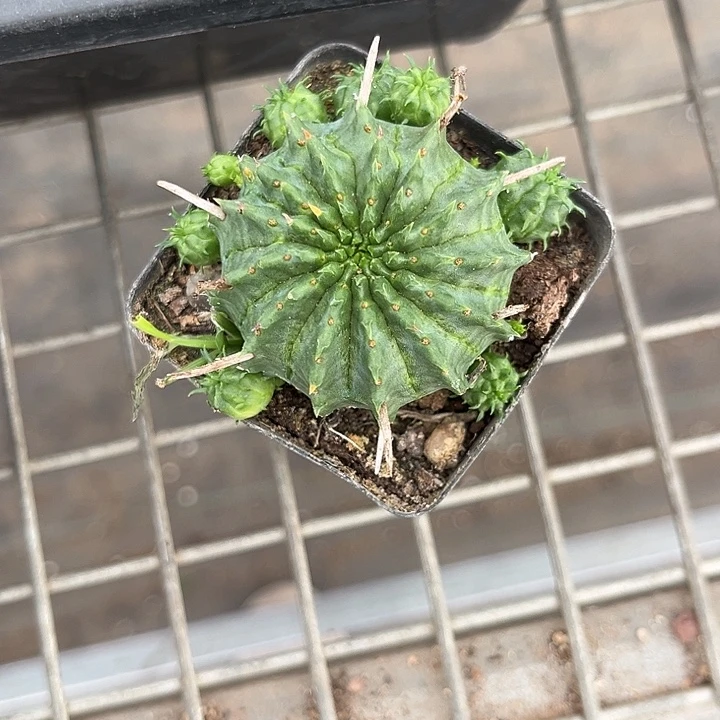 我也不知道我为什么要这样