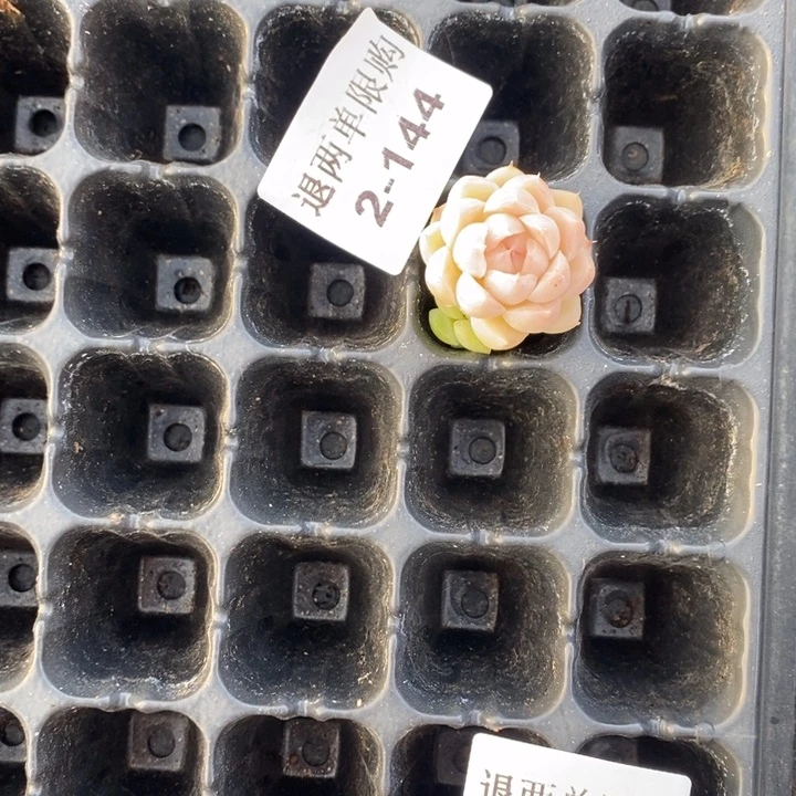 92-144多肉多肉多肉多肉多肉