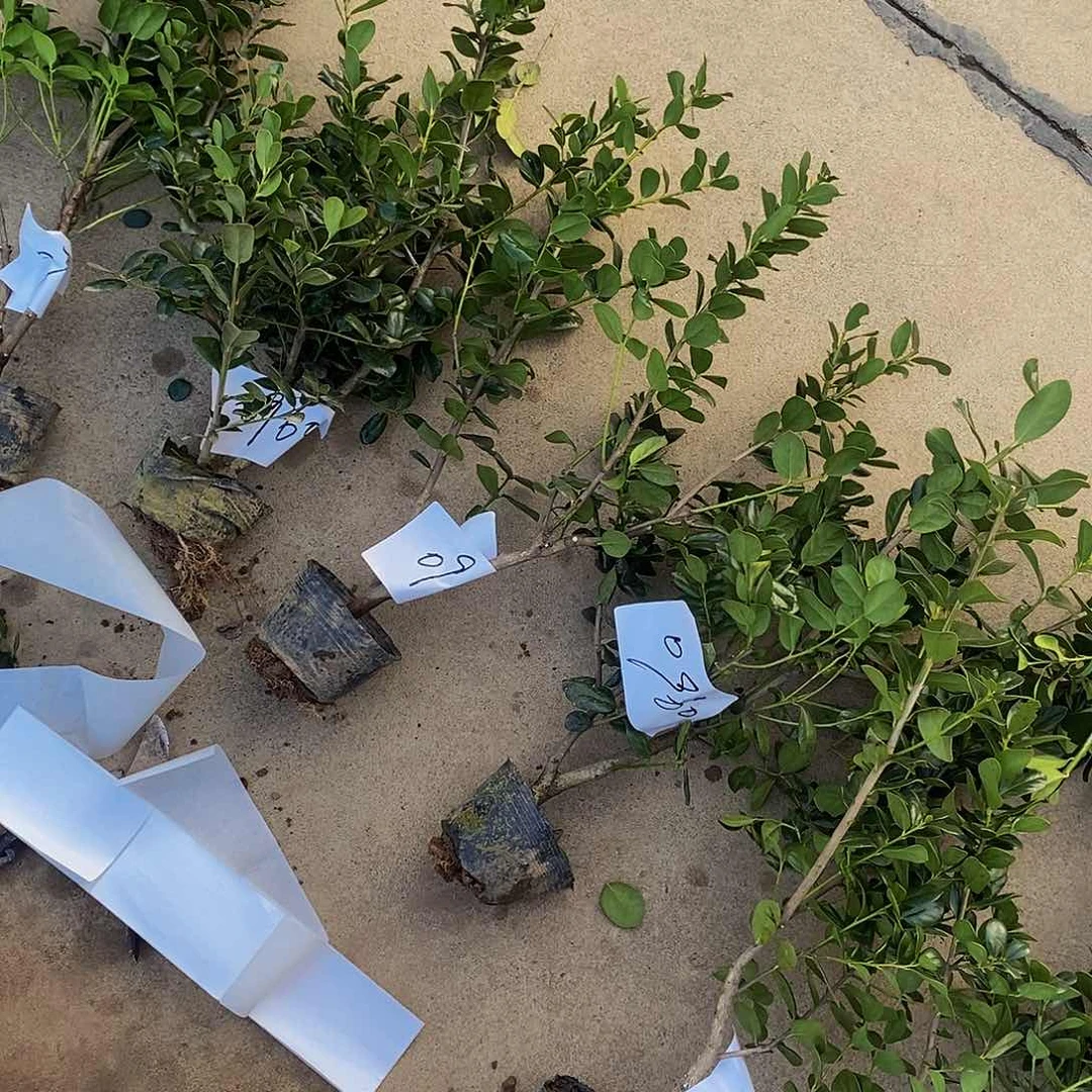 木材二****)无刺枸骨金玉满堂