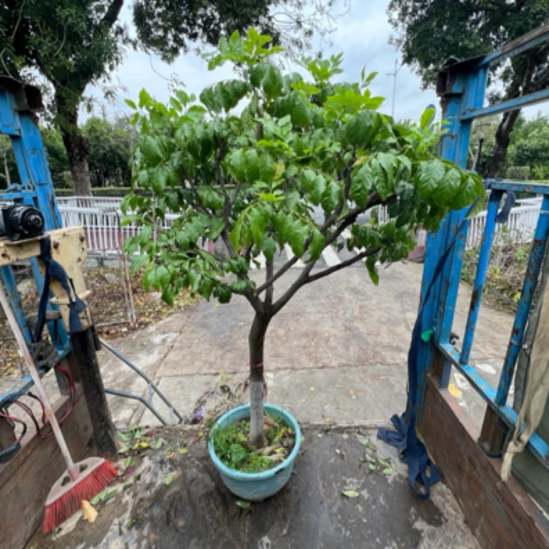 鸡心黄皮 适合盆栽地栽广东种植