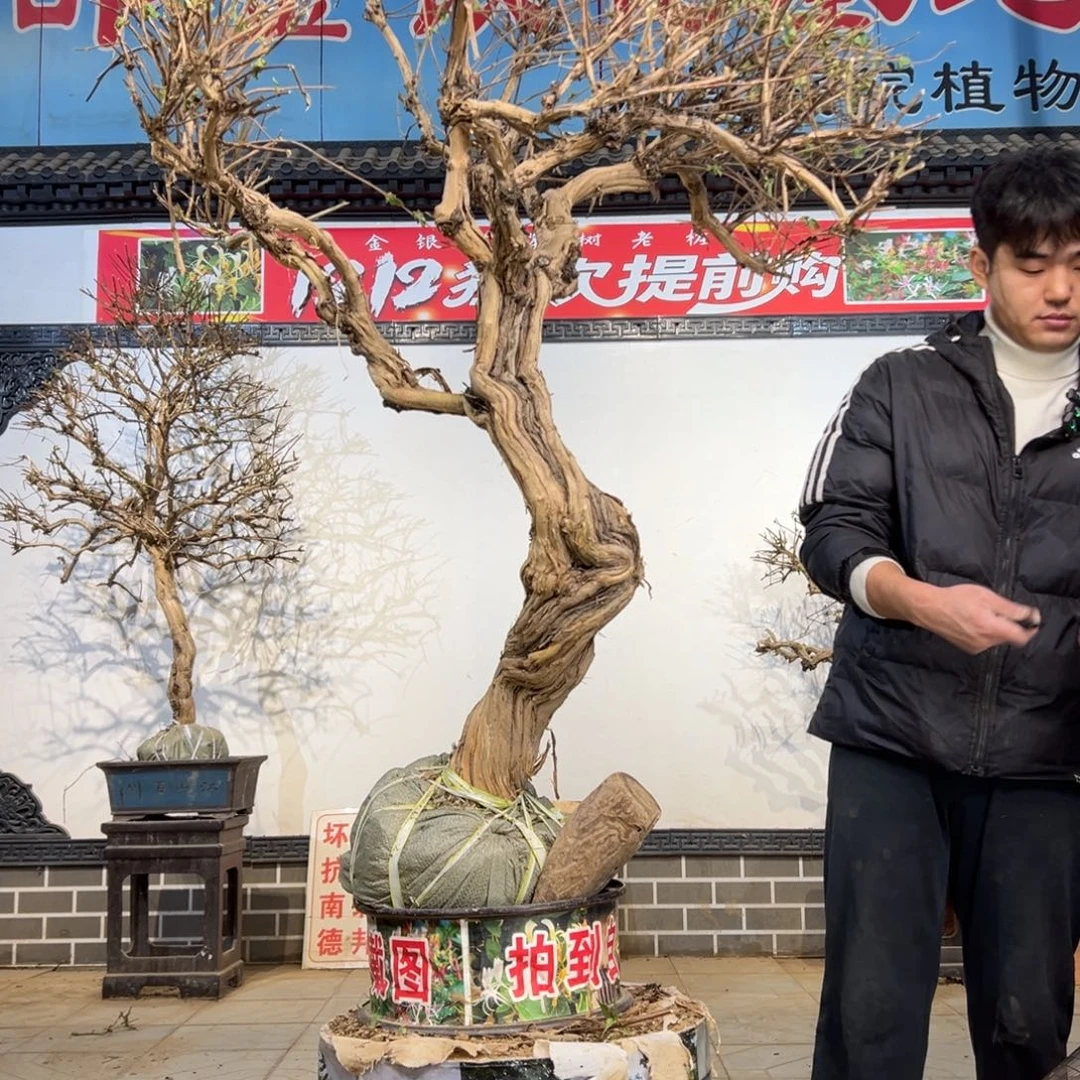 景***景无花朵金银花开花239558555