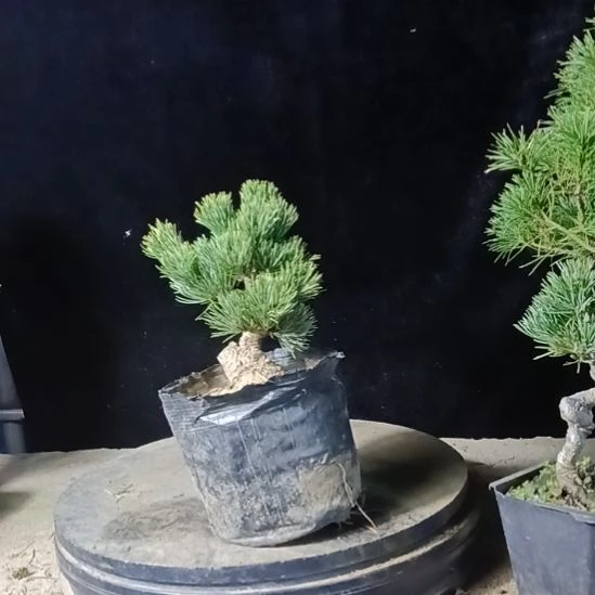 贵品大板松那须娘微型