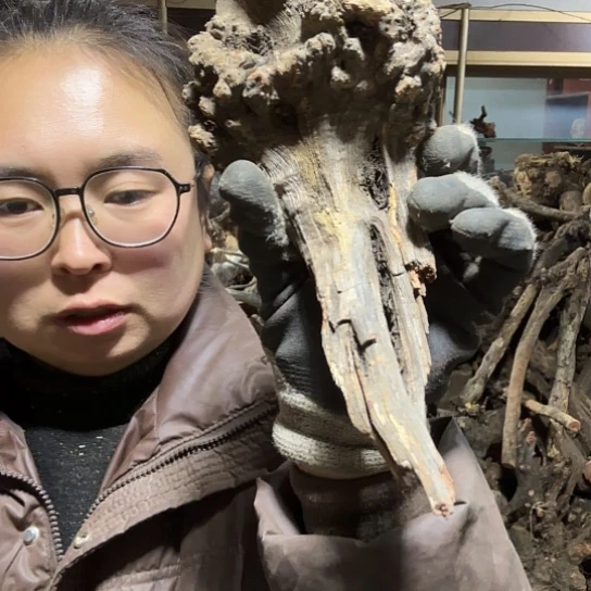 香榧木蓝***6火琉璃的毛料摆件