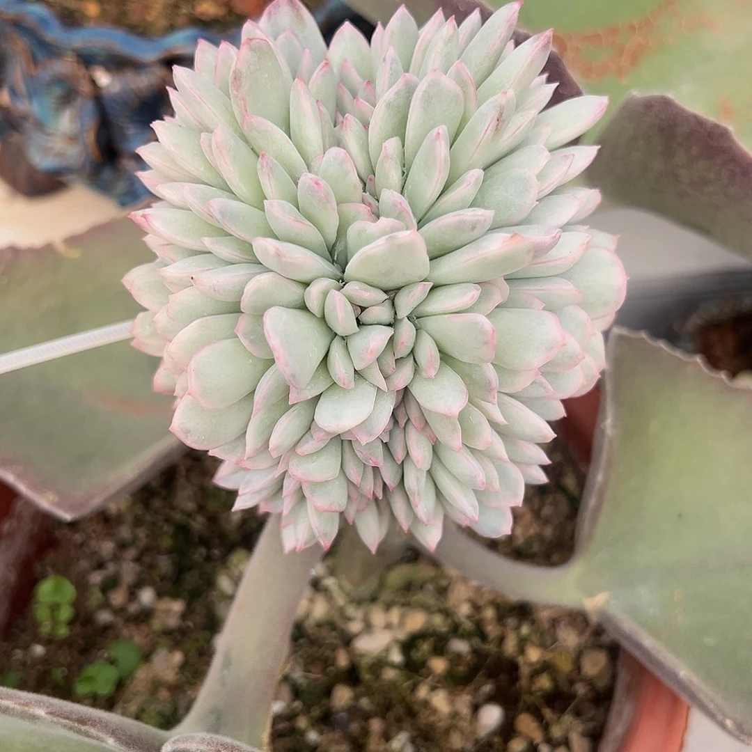 雨燕作锦嫁接多肉植物