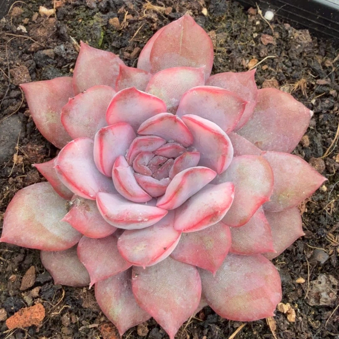 暗冰锦腹轮锦一颗