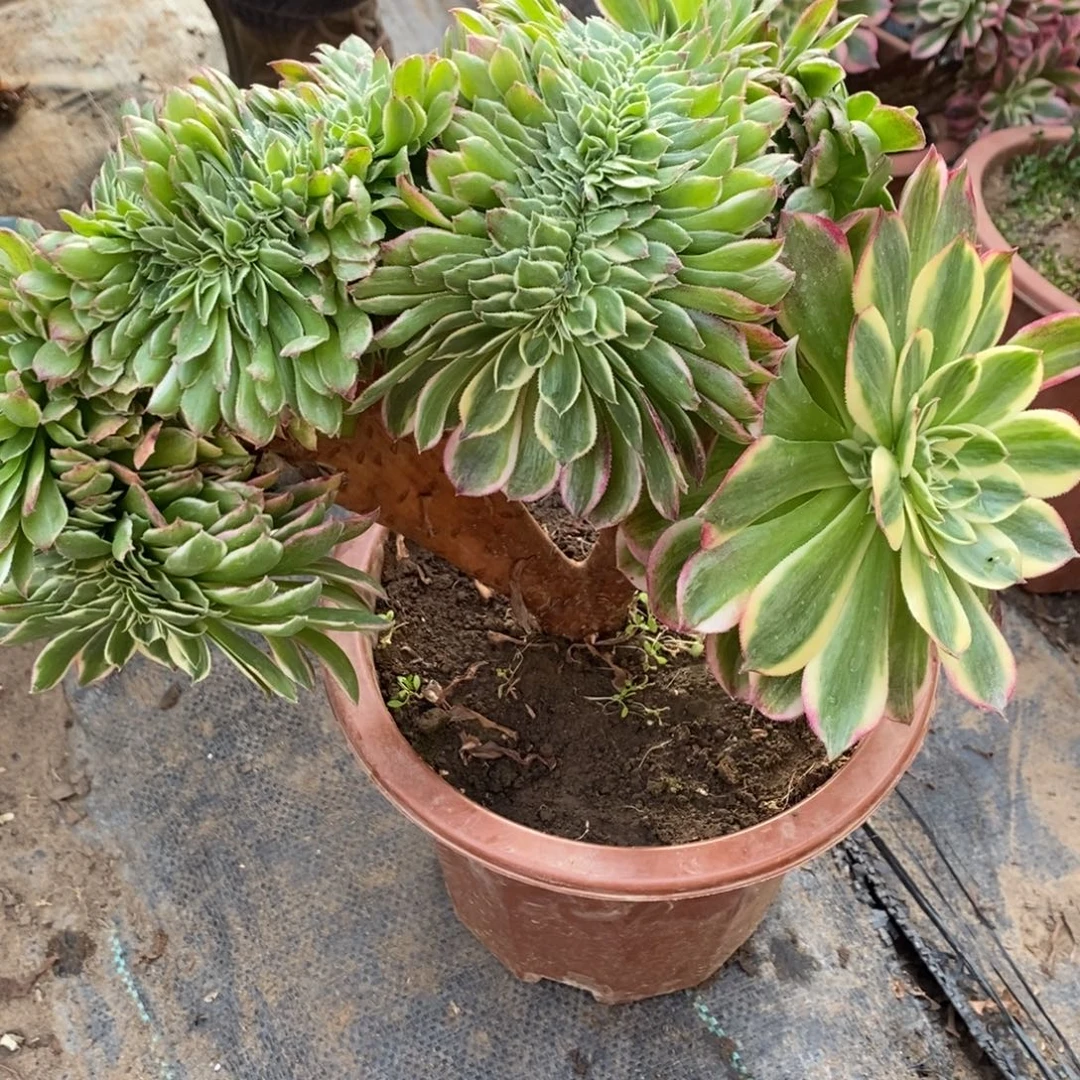 不开花植物1151号海王缀化1颗多肉